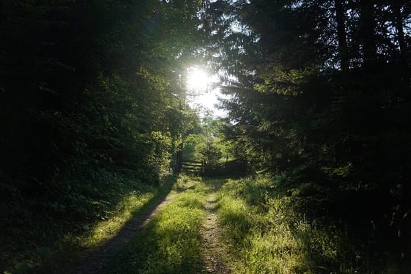 The place from where Pančić’s Omorika and land come from: photo 4