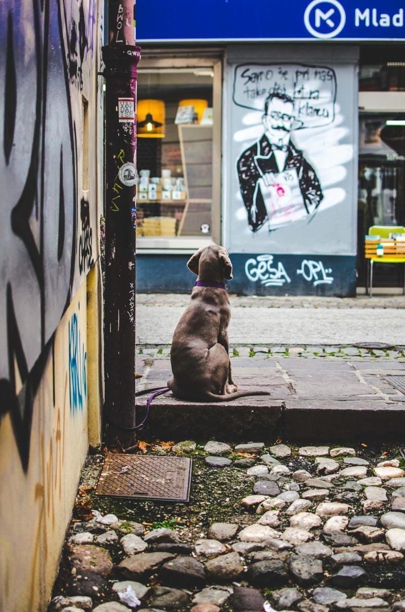 8 Things To Do In Ljubljana On A Budget