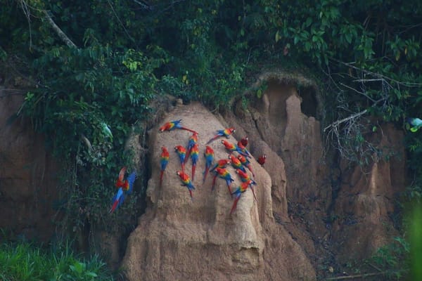 A Week In The Amazon Jungle: photo 4