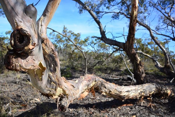 Camping the Grampians and Little Desert National Park: photo 9