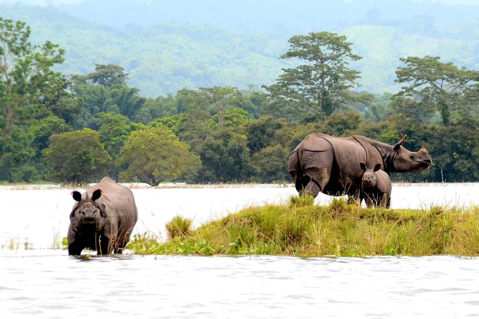 Kaziranga National Park the home to one-horned rhino