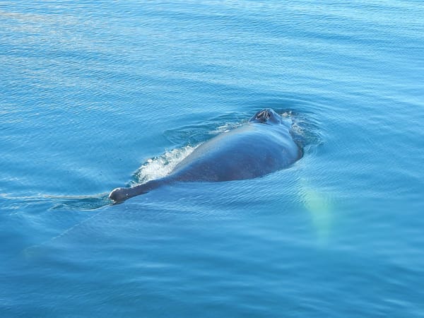 Iceland: the day when I first saw a whale: photo 2