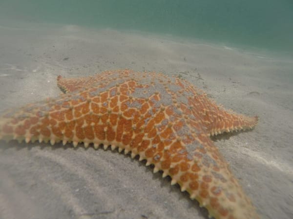 Panama: Discovering Bocas del Toro islands: photo 2