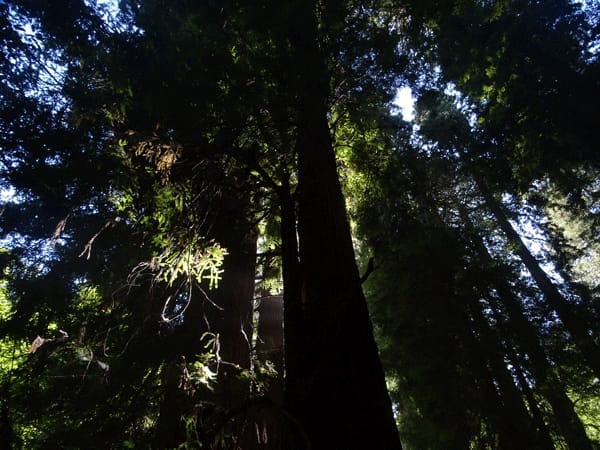 Top 7 Things to Do in San Francisco: photo 9