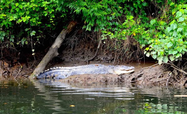 Australia: from Cairns to Cape Tribulation in just one day: photo 5