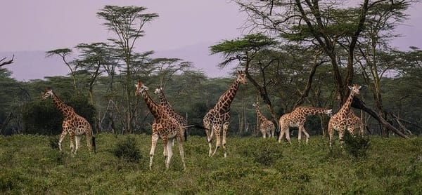 Top 5 places to Visit in Nakuru: photo 2