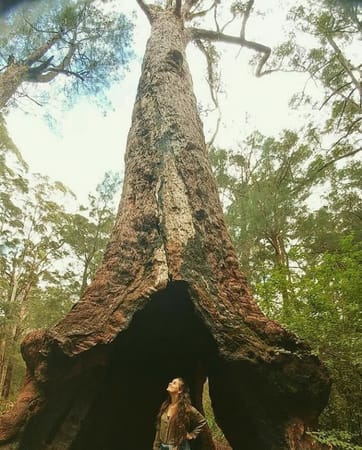 Koalas in Western Australia's Valley of Giants: photo 2