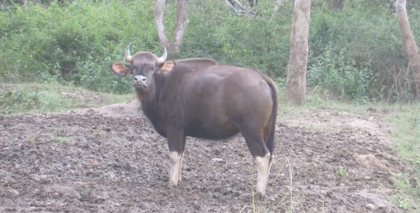 Masinagudi : Deep in the forests of Mudumalai: photo 1