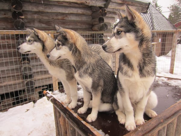 72 hours in and around Rovaniemi, Lapland: photo 6
