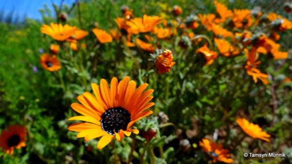 WEST COAST NATIONAL PARK: A GUIDE TO VIEWING THE SPRING FLOWERS FROM CAPE TOWN: photo 1
