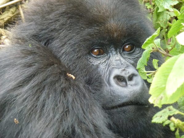 Mountain gorilla trekking in Volcanoes National Park, Rwanda: photo 2