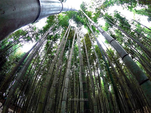 8 Must-See Spots in Kyoto: photo 25