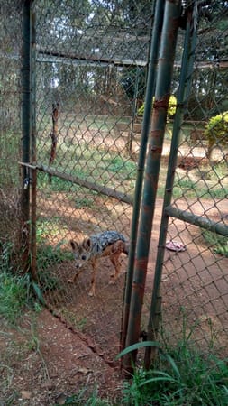 Kenya: Nairobi Animal orphanage.: photo 5