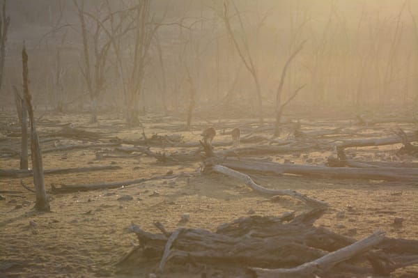 Safari experience at Ranthambore: photo 5