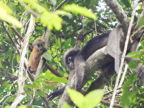 Exploring Thai National Parks: Kaeng Krachan: photo 2