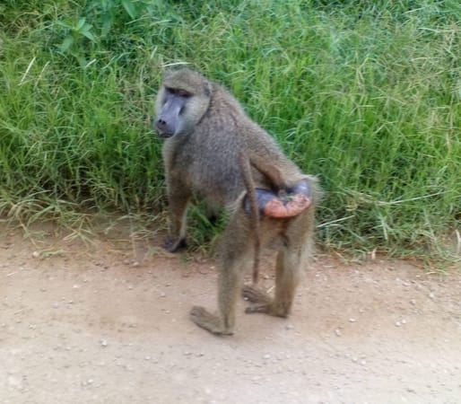 Amboseli Bound, Kajiado County, Kenya: photo 16