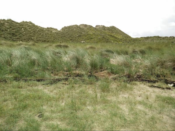 Ireland - A Different Experience at Inch Beach: photo 1
