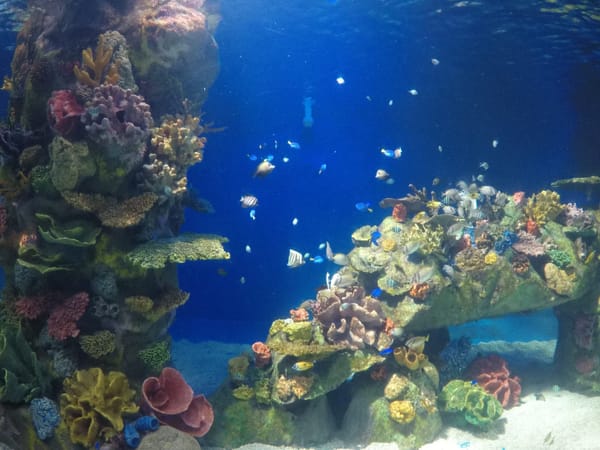 WONDER INSIDE THE OCEAN: Manila Ocean Park: photo 4