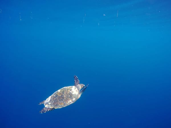 Fantastic place for snorkeling, island Biyadhoo: photo 3