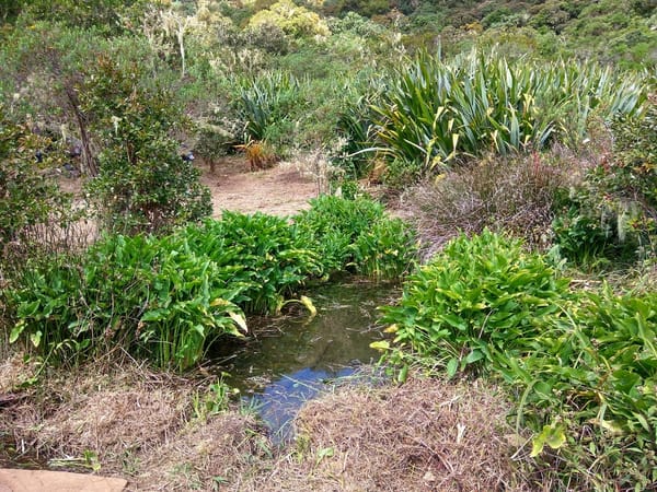 Hiking the Cryptomeria forest in Reunion Island: photo 14