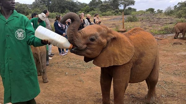 Visiting the David Sheldrick Wildlife Trust (DSWT) in Kenya: photo 6