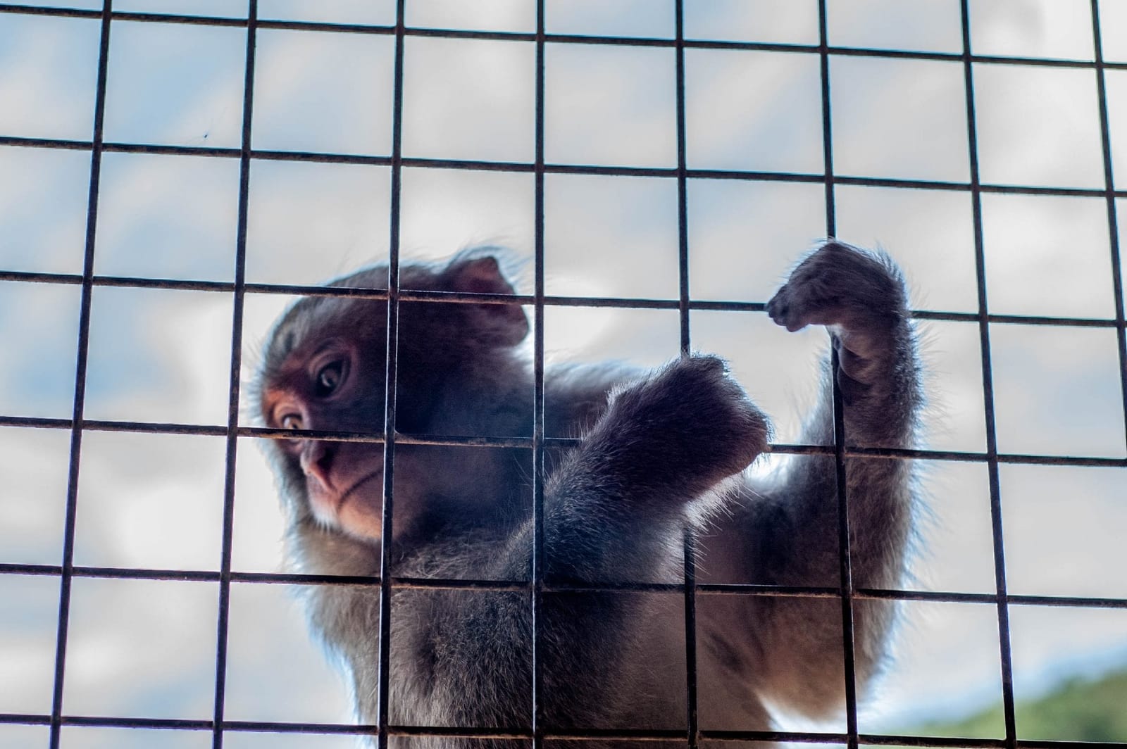 Visiting Arashiyama? Don’t Miss the Iwatayama Monkey Park!