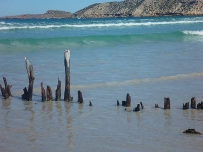 The Fearsome Great Whites of Port Lincoln: photo 2