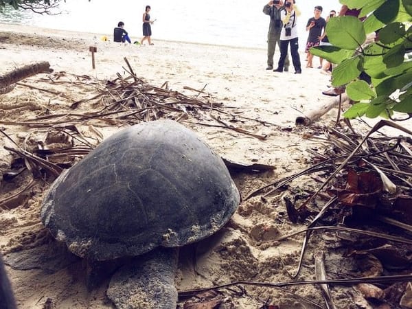 Experience the other side of Lang Tengah Island with LTTW: photo 24
