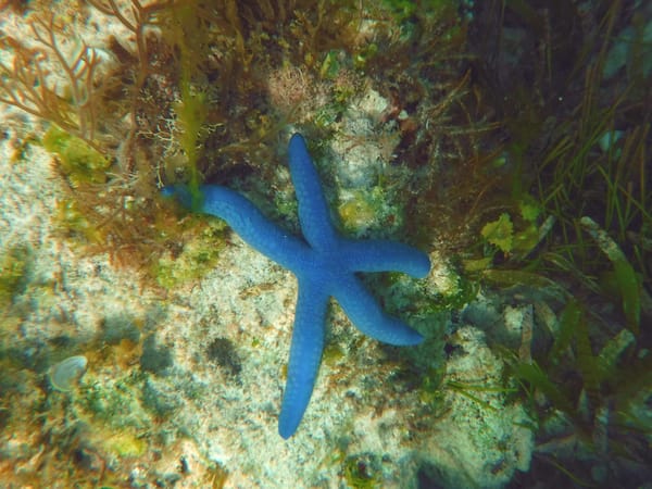 Pamilacan island:paradise hidden in Bohol suburbs: photo 3