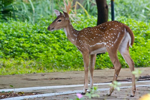 Madras : The Gateway To The South: photo 2