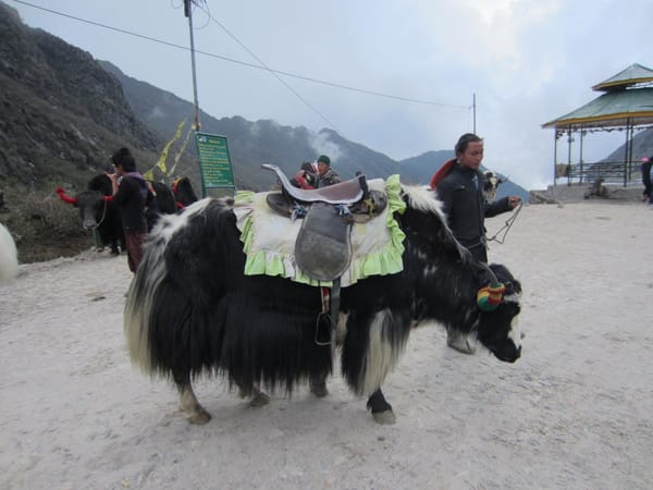 Exploring the Himalayan Shangri-La: Sikkim: photo 7