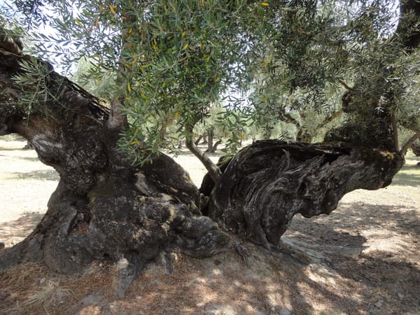 Hidden treasures of Zakynthos: photo 5