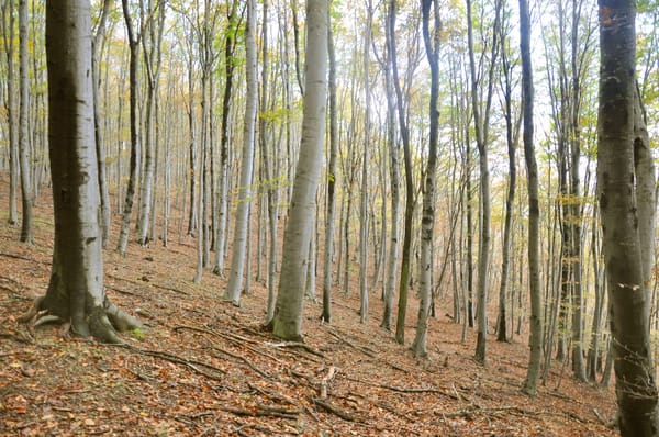 Rudnik - Mountain hidden in the mist: photo 10