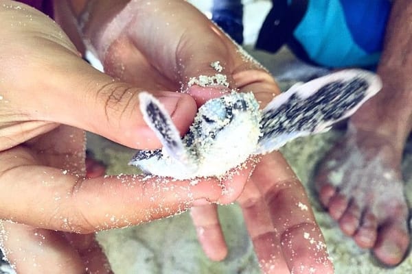 Experience the other side of Lang Tengah Island with LTTW: photo 21