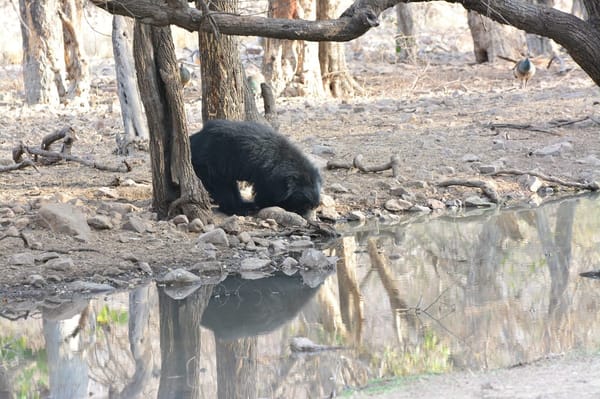 Safari experience at Ranthambore: photo 6