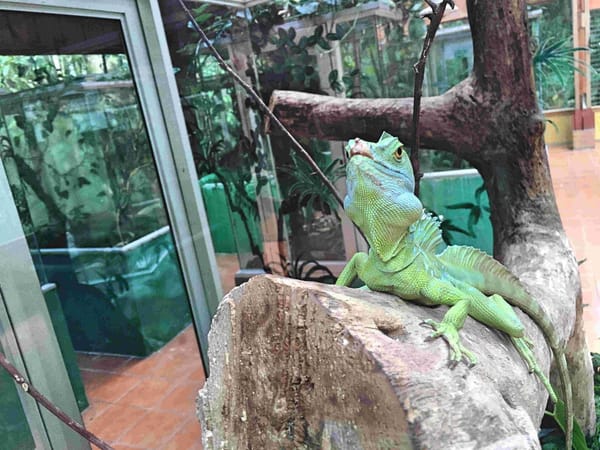 The untouched nature in Costa Rica, Monteverde: photo 2