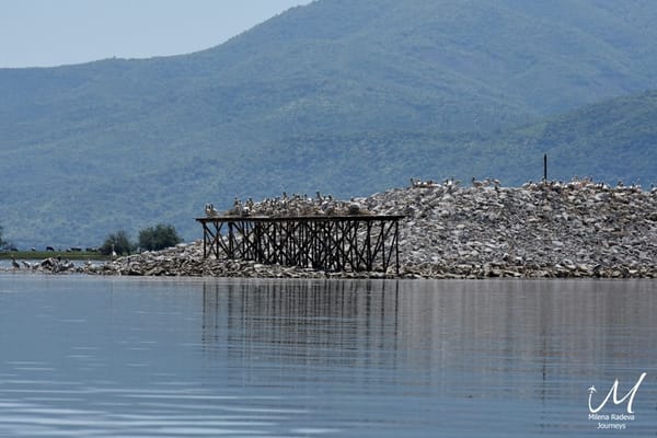 Birdwatching in Greece - Lake Kerkini: photo 6