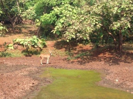 A getaway guide to Gir: photo 4