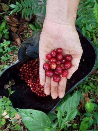 Filandia: Hidden Gem of Colombia: photo 1