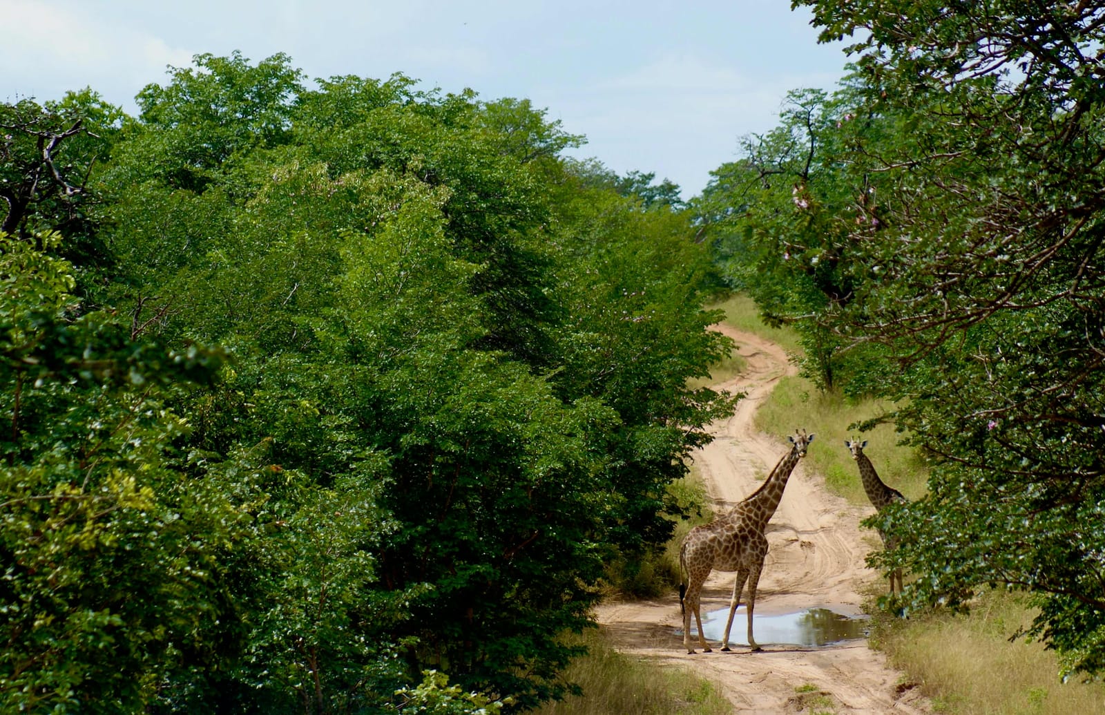 Cruising in Chobe National Park