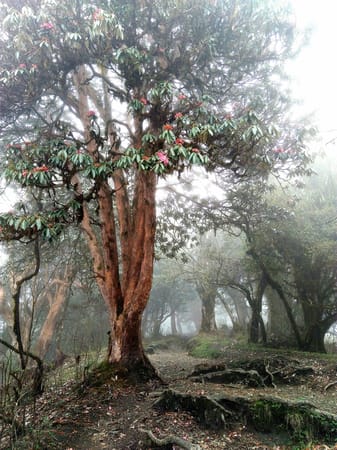Annapurna Circuit and Base Camp Without A Guide: photo 5