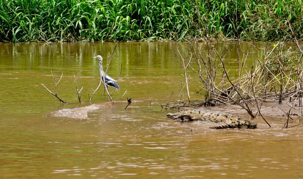 No roads, Tortuguero canals of Costa Rica: photo 6