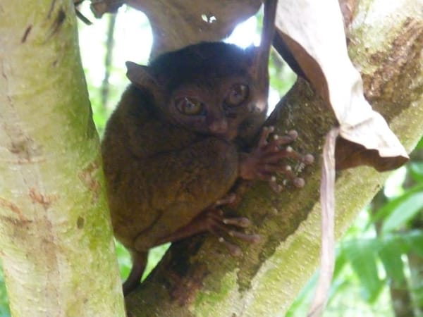 Bohol Countryside: Chocolate Hills & Tarsiers: photo 2