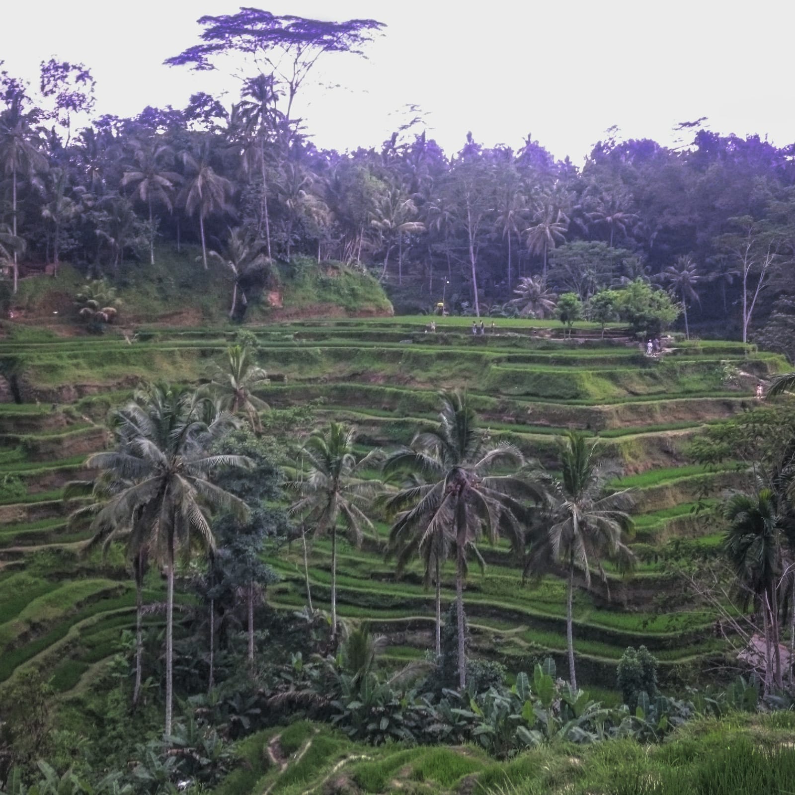 1-day roadtrip from Canggu to Ubud