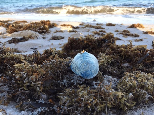 Hollywood Beach Florida : A Must See: photo 5