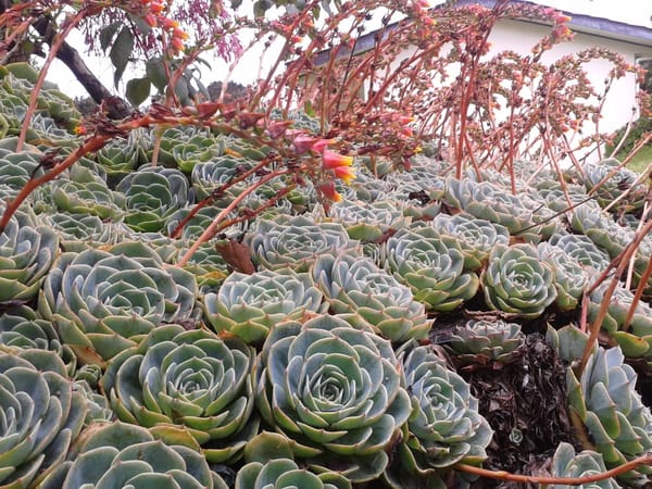 Heaven in heights: Cerro De La Muerte (Costa Rica): photo 10