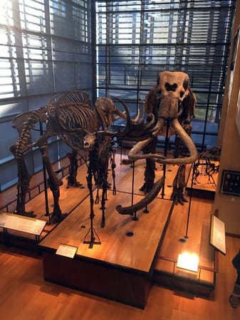 Tracking Dinosaurs in the Connecticut Valley: photo 7