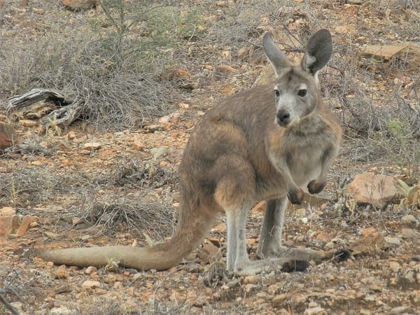 Flinders Ranges: Ancient earth and fascinating wildlife: photo 25