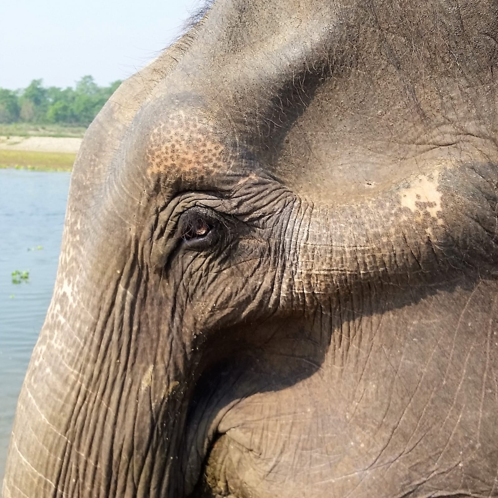 The Elephant Experience in Chitwan