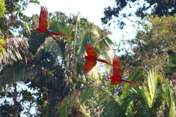A Week In The Amazon Jungle: photo 3